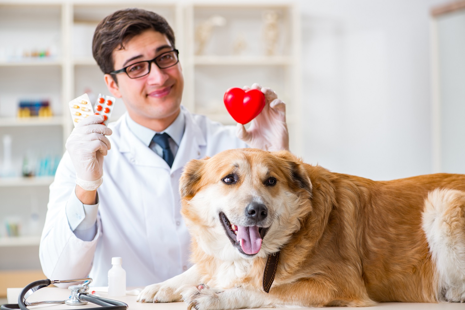 Doctor Examining Golden Retriever Dog in Veterinary Clinic