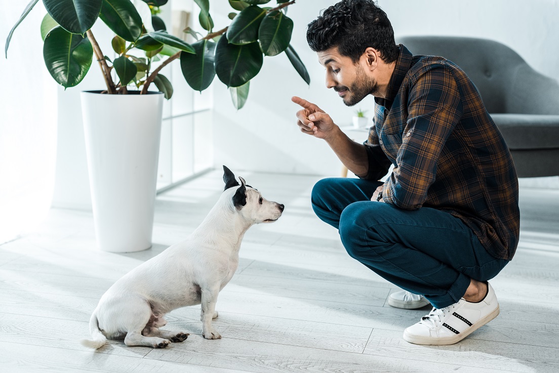 Man training Jack-Russell Terrier Dog