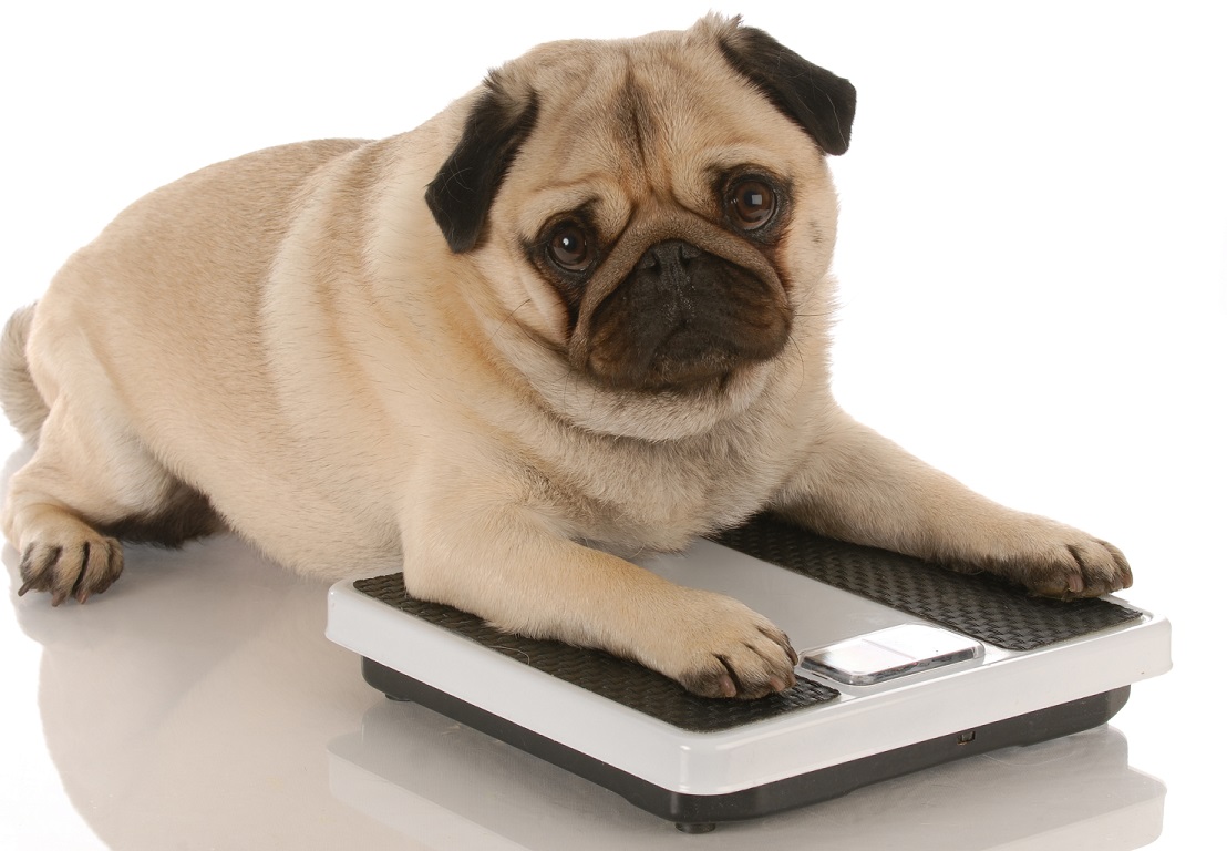 Pub Dog laying on a weight scale