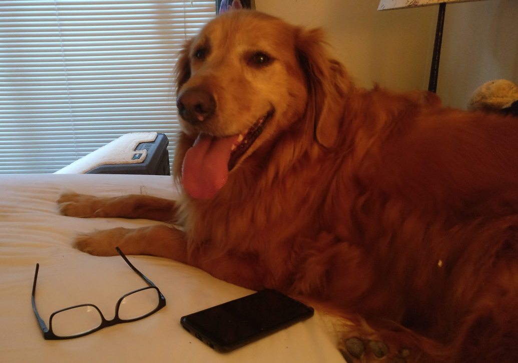 Golden Retriever getting older