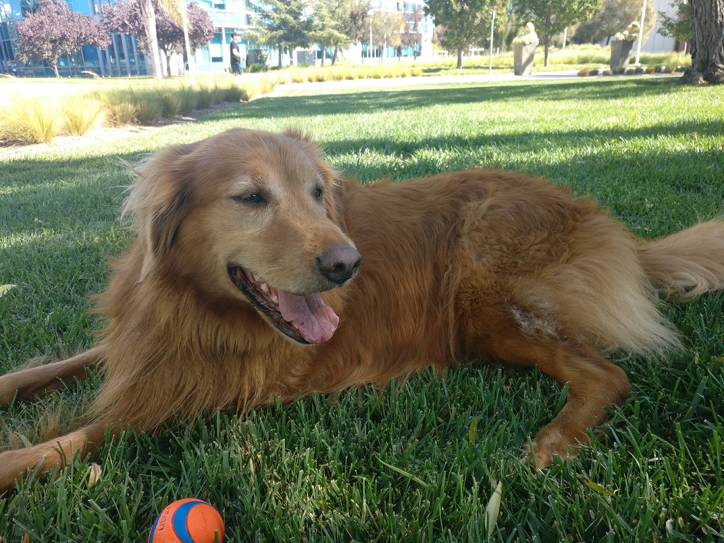 Smiling Golden Retriver in a grass field