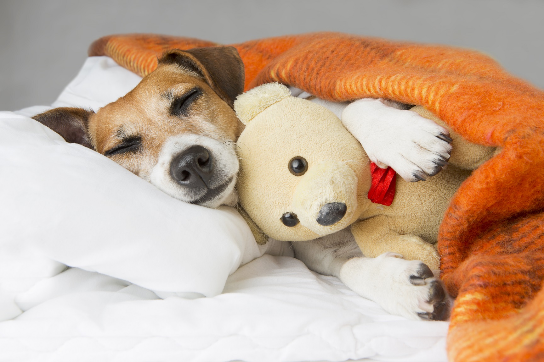 Beagel Dog Sleeping with a Plush Toy she got for Christmas