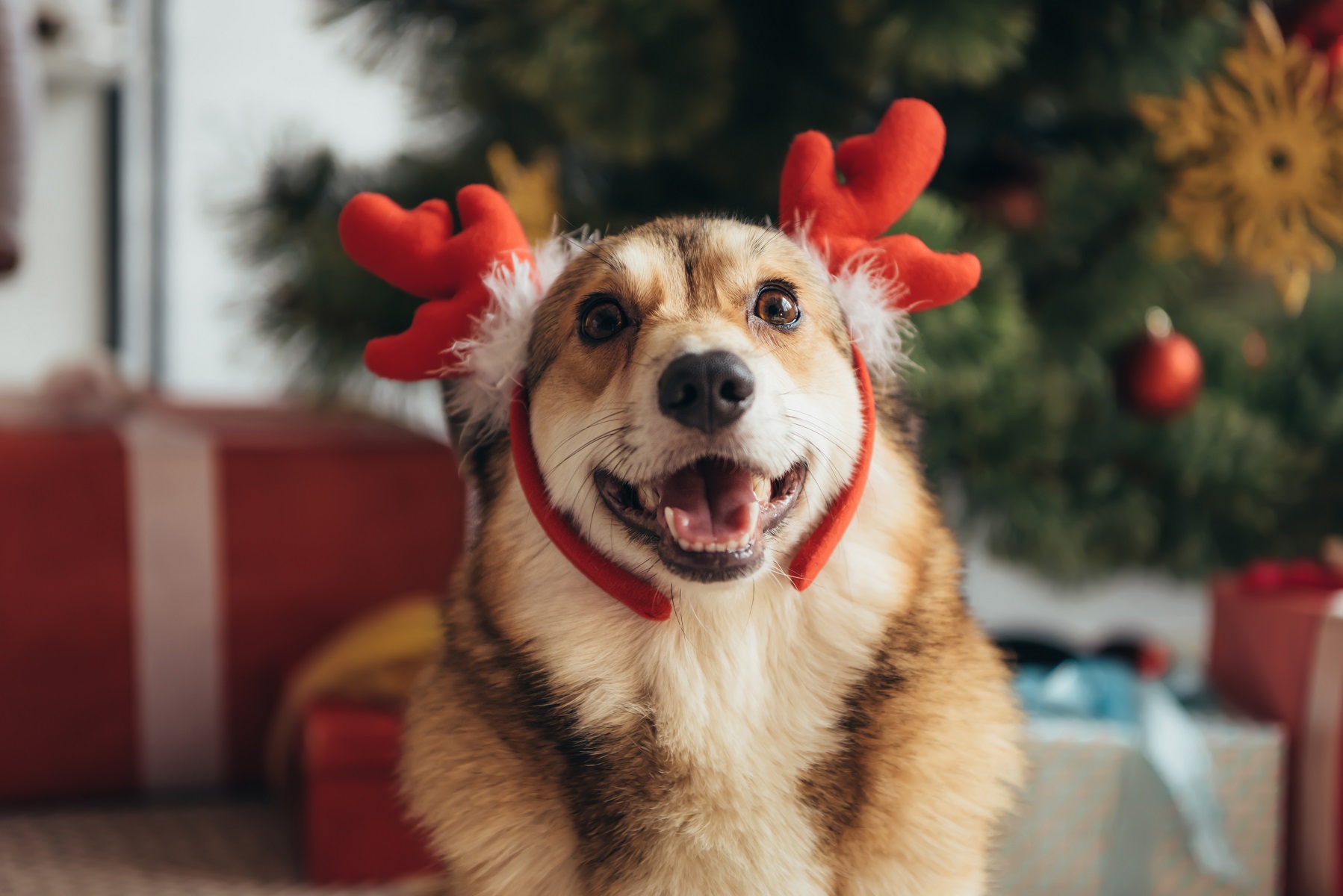 Cute Welsh Corgi Dog in Deer Antlers on Christmas