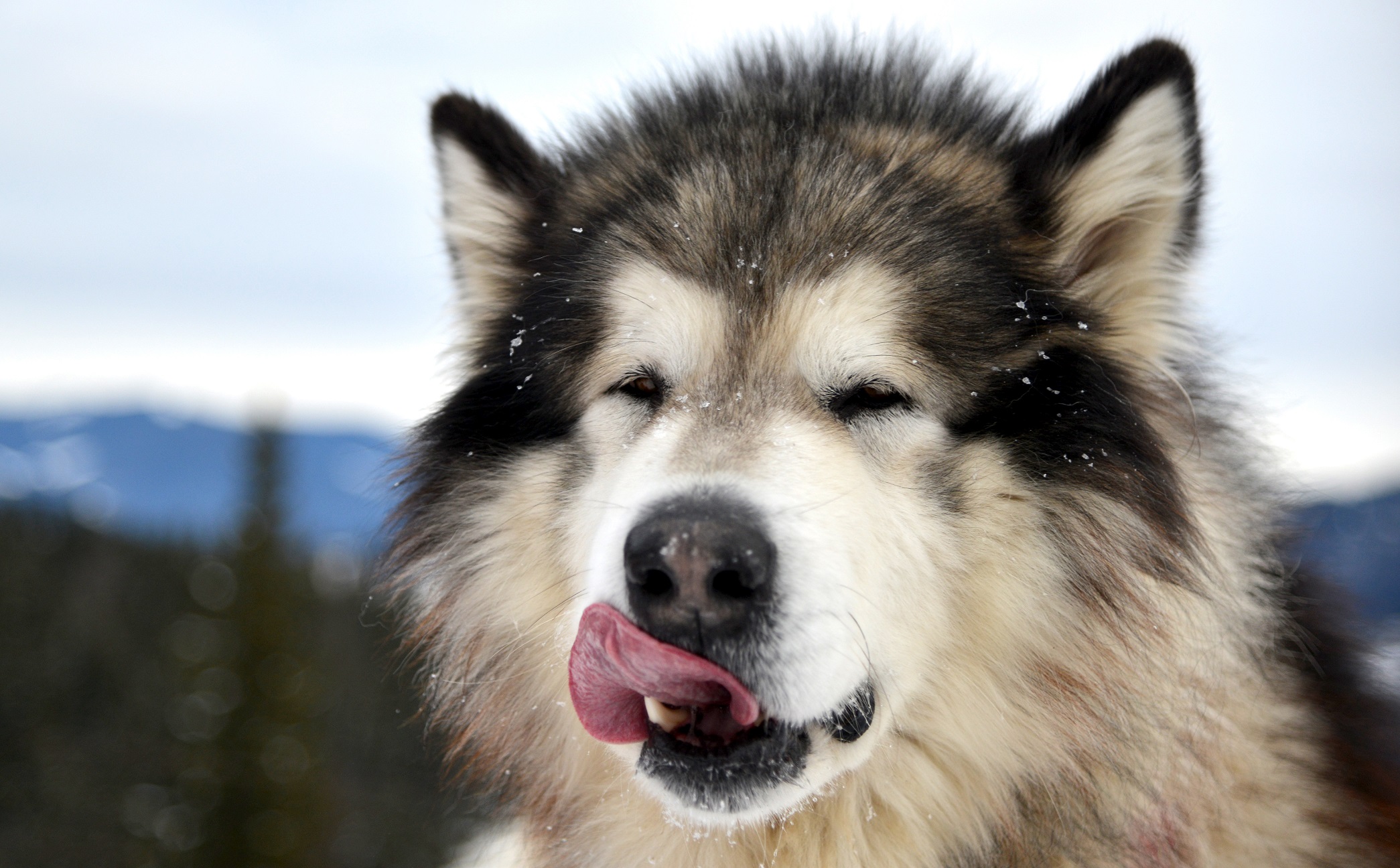 Dog Licks it's lips after nice christmas leftovers meal