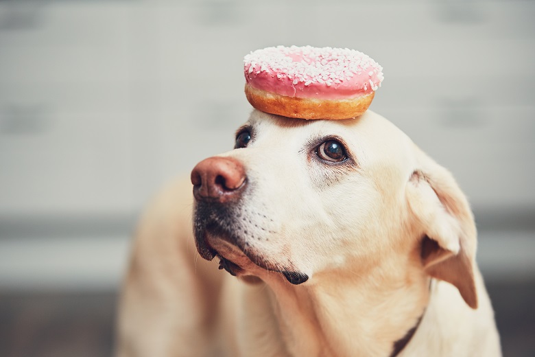 Dog Thinking About Pet Insurance